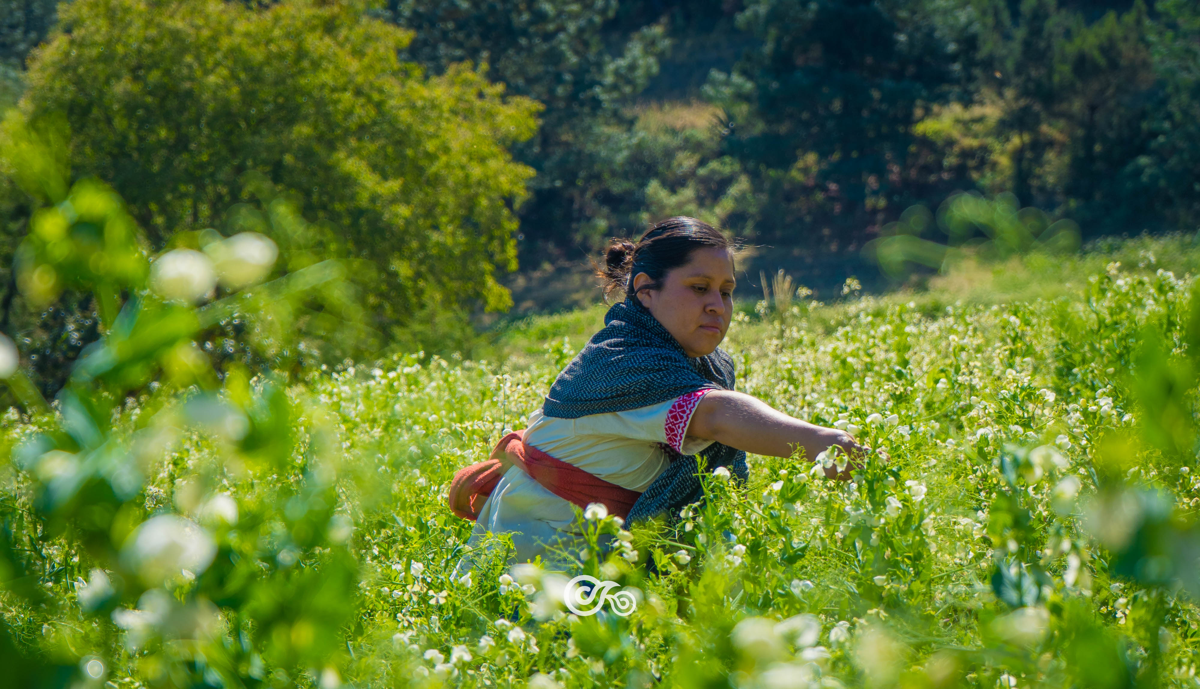 Chef Lily Background